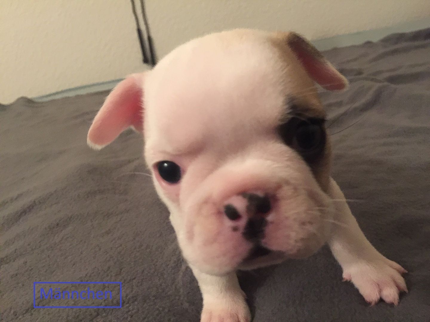 Französische Bulldoggen welpen