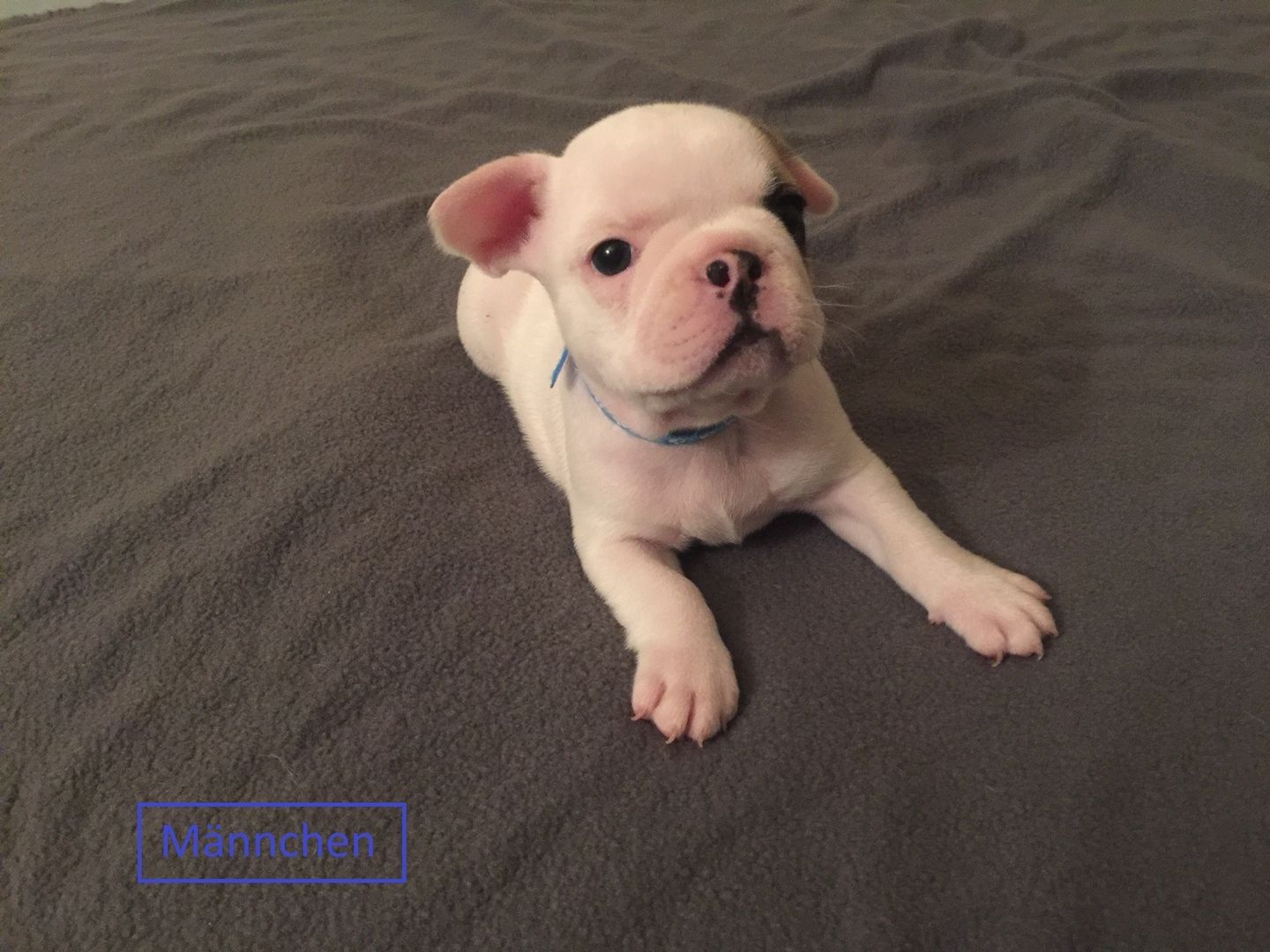 Französische Bulldoggen welpen