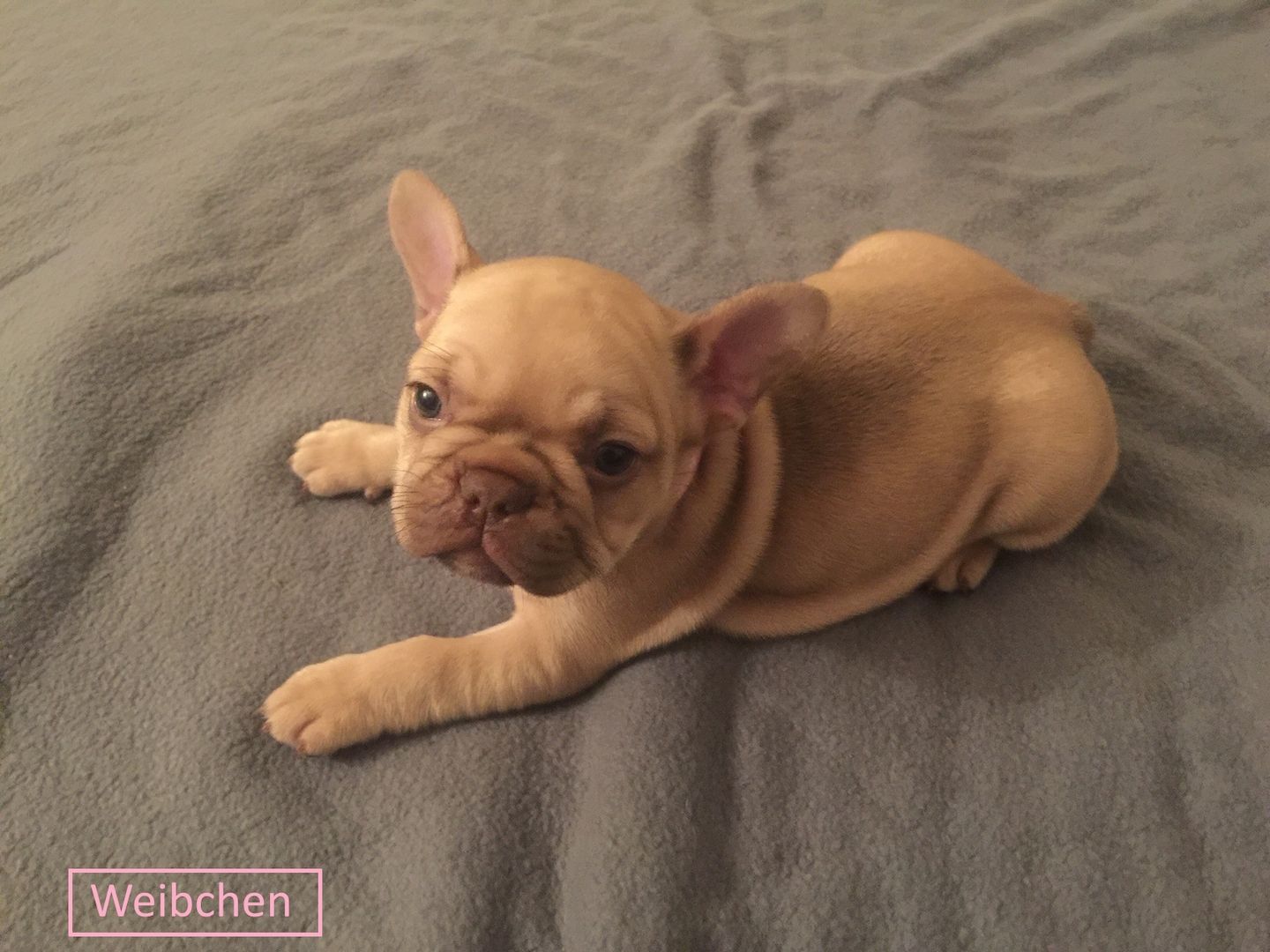 Französische Bulldoggen welpen