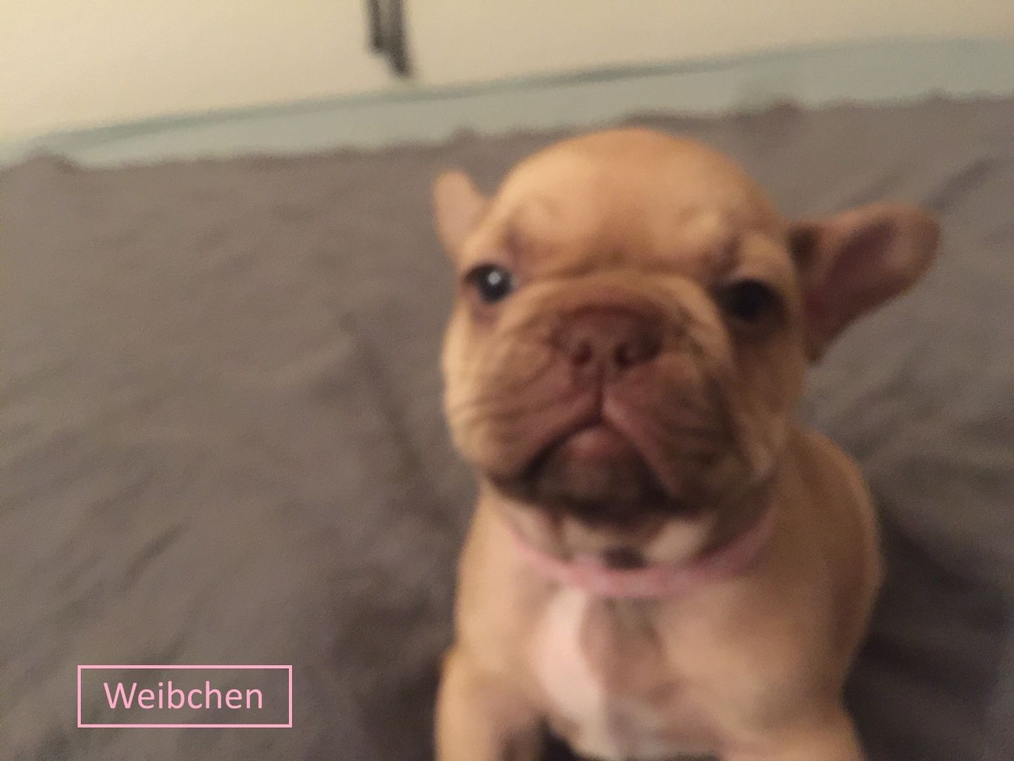 Französische Bulldoggen welpen