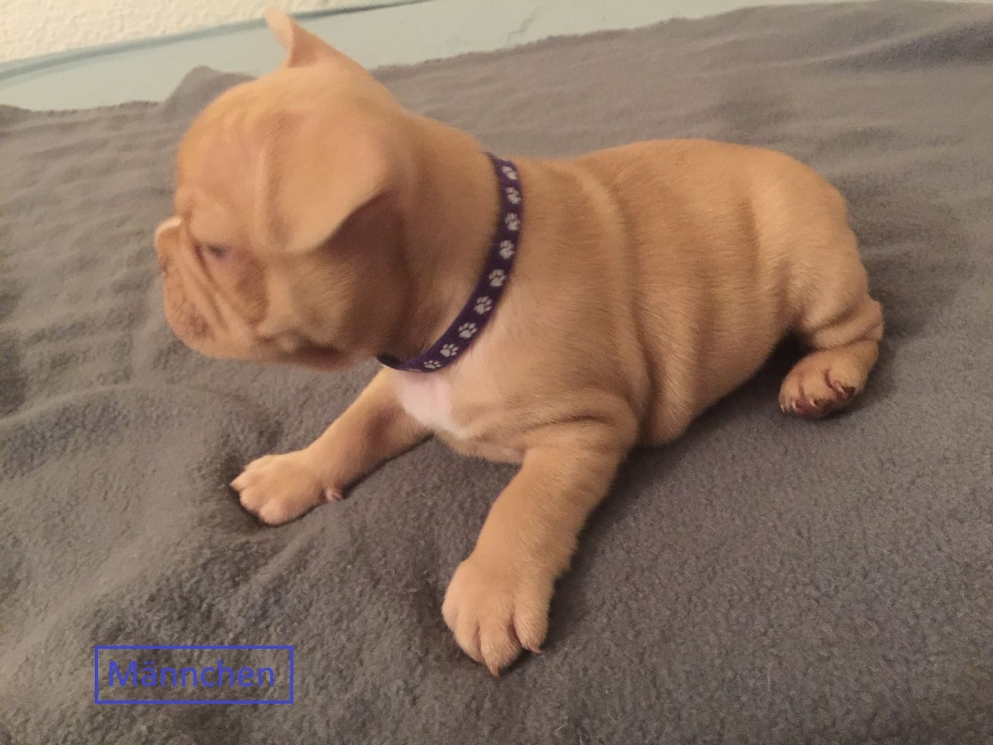 Französische Bulldoggen welpen