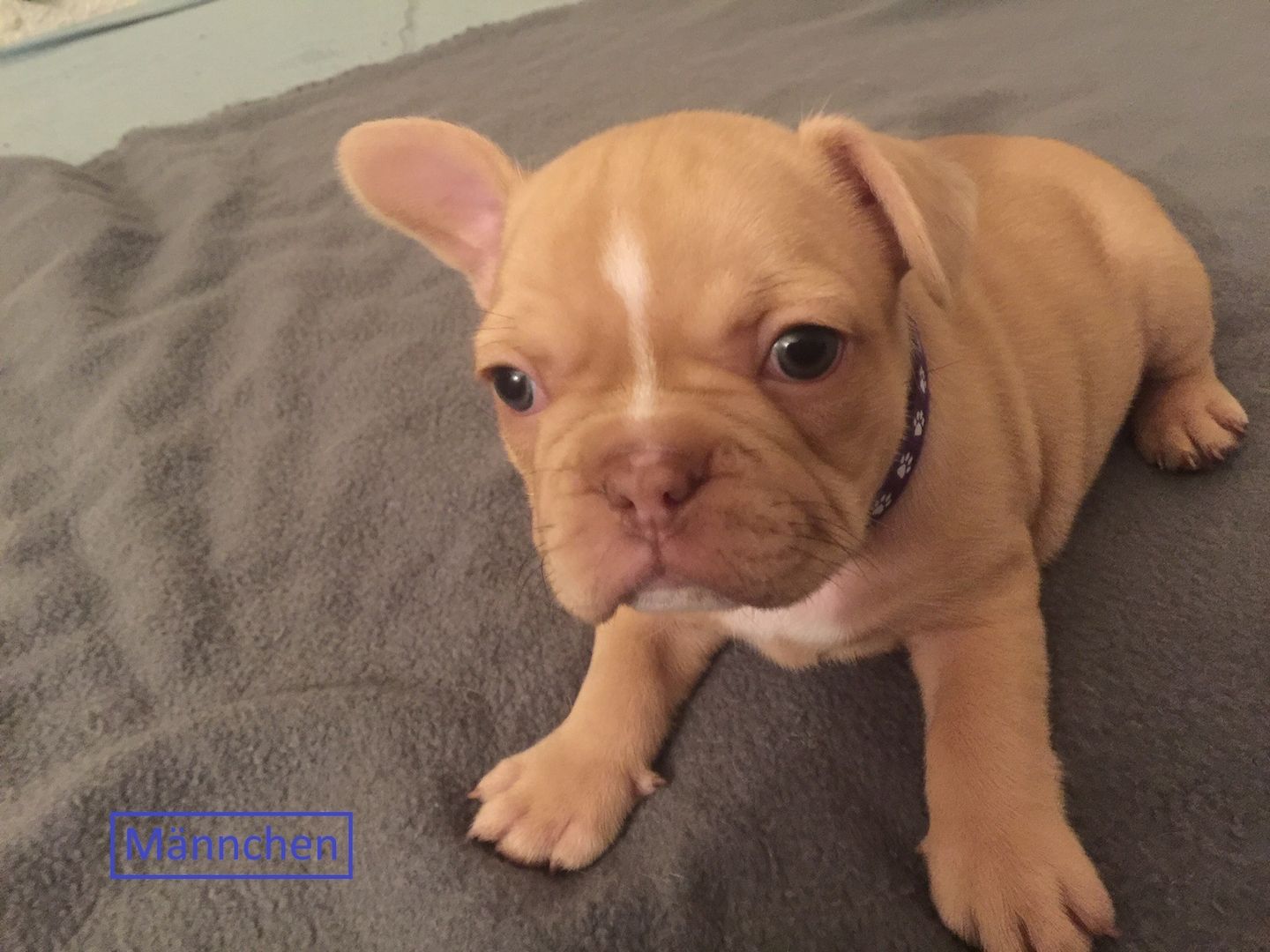 Französische Bulldoggen welpen