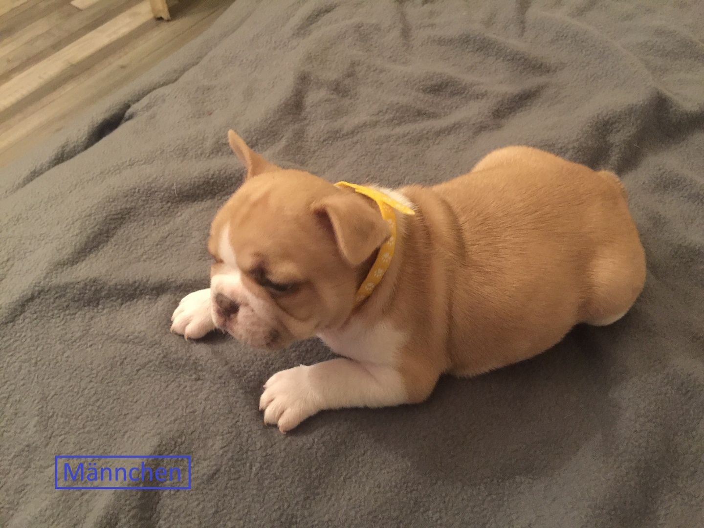 Französische Bulldoggen welpen