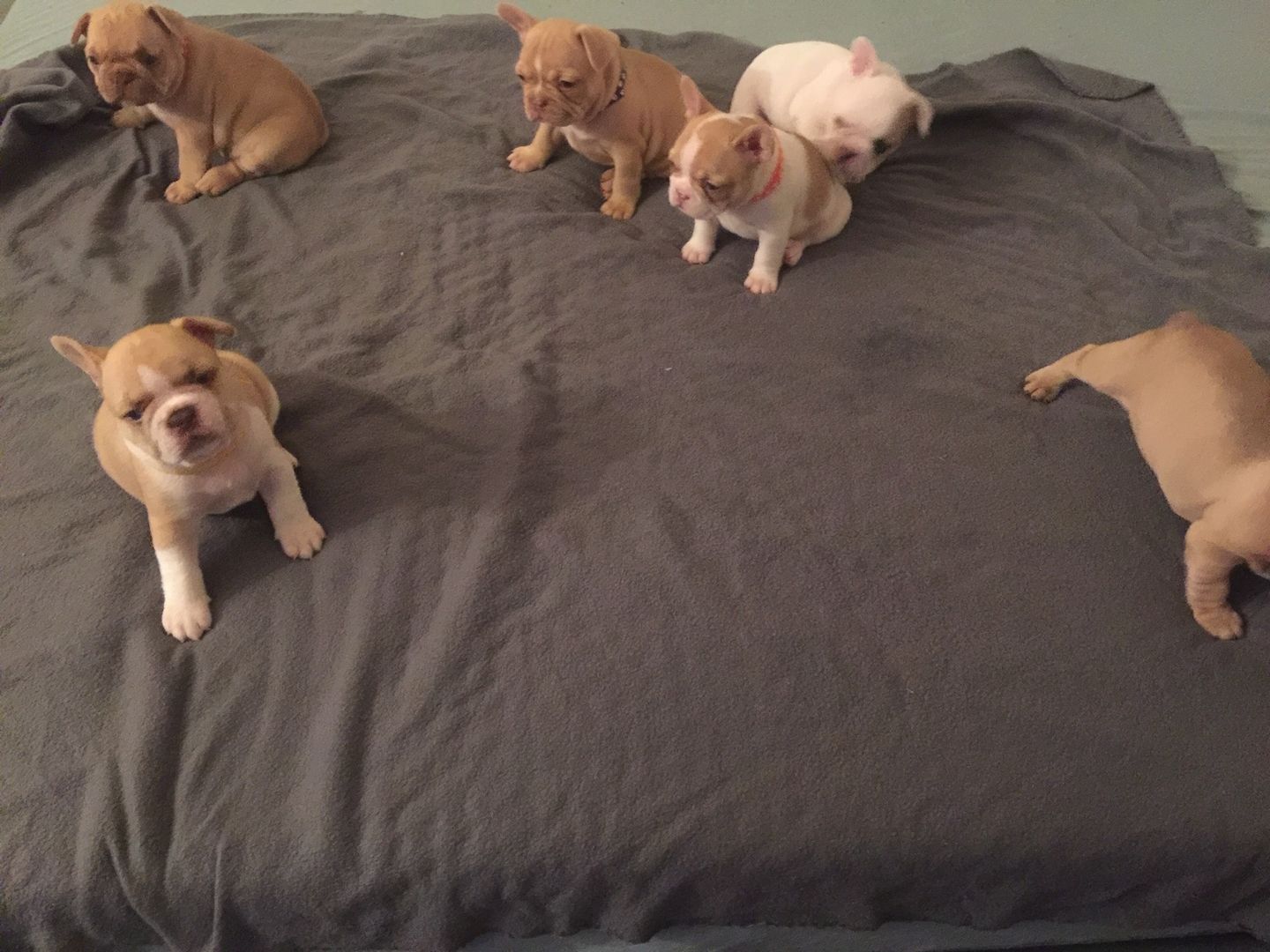 Französische Bulldoggen welpen