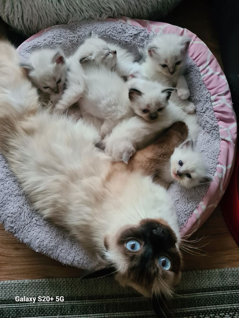 Heilige Birma-Siam Kitten Heilige Birma-Siam Kitten