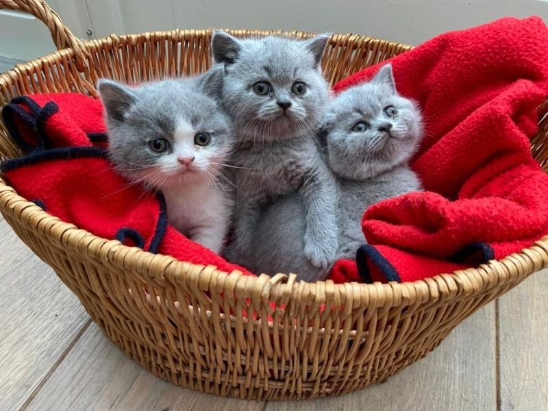 Junge Kätzchen zum Verkauf, sie können sofort mit Ihnen kommen