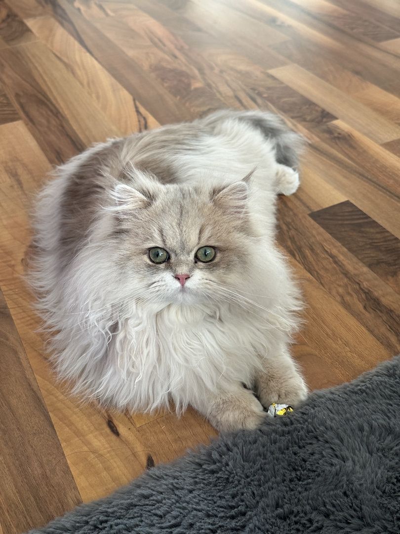 Britisch langhaar Kater