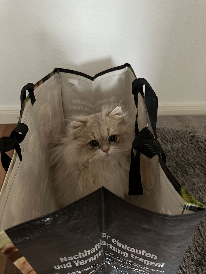 Britisch langhaar Kater