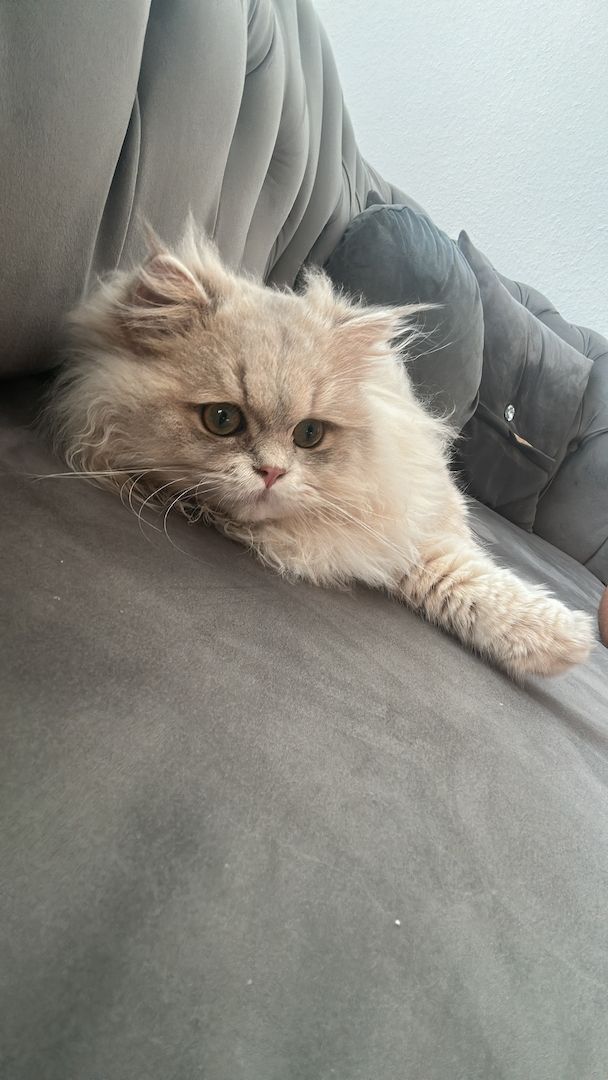 Britisch langhaar Kater