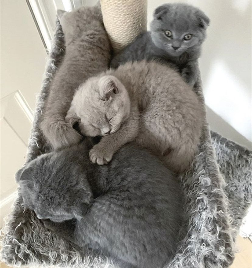 Britisch Kurhaar Kitten. Abstammung reinrassig