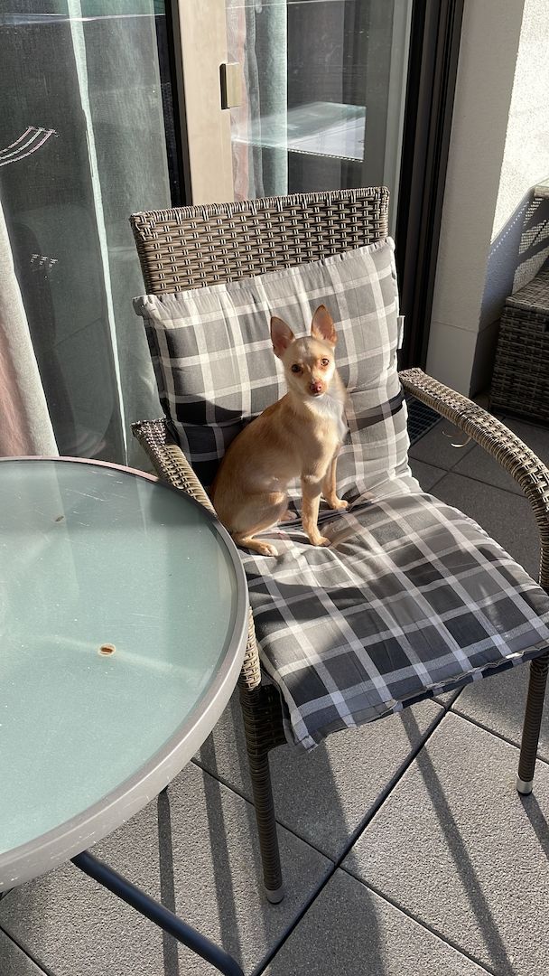 Zwergspitz /pinscher