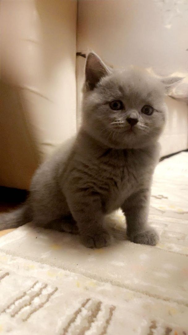 Britisch Kurzhaar Babys