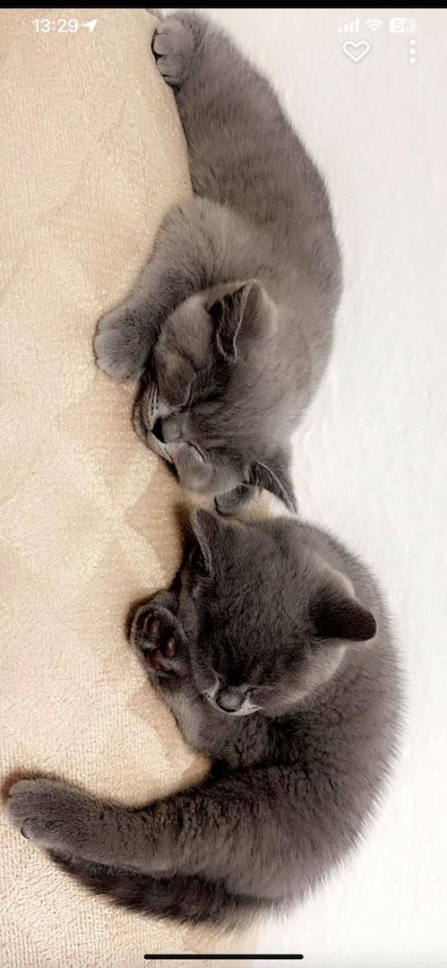 Britisch Kurzhaar Babys