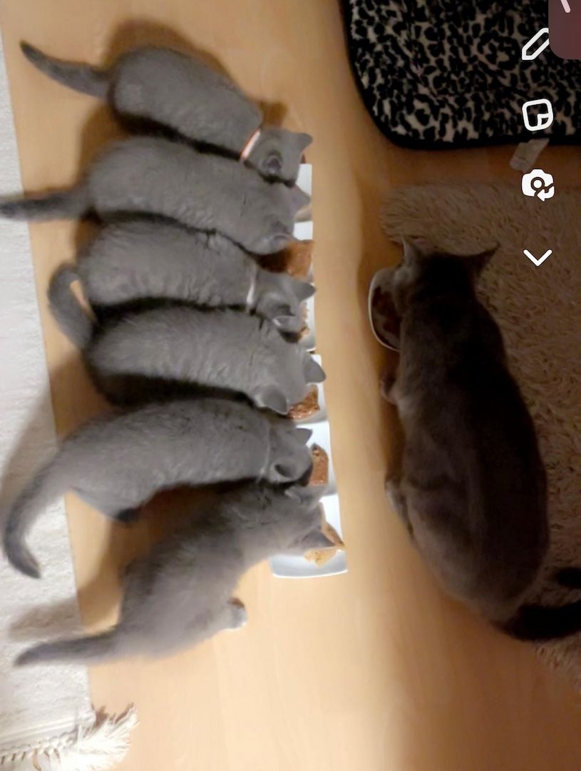 Britisch Kurzhaar Babys