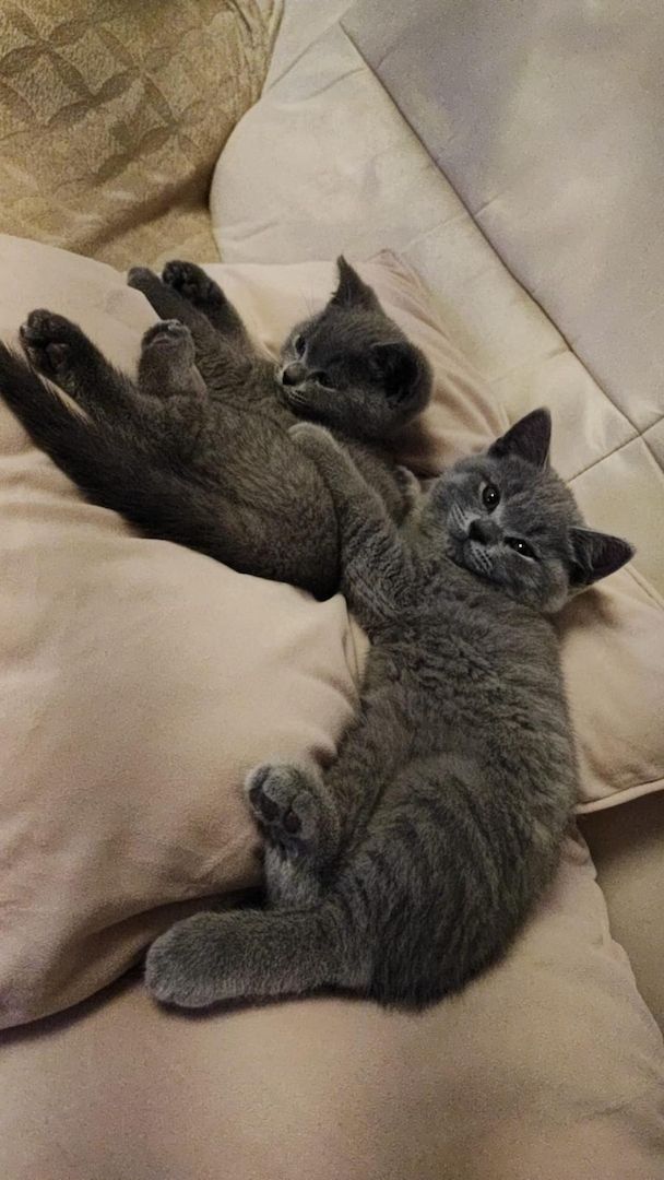 Britisch Kurzhaar Babys