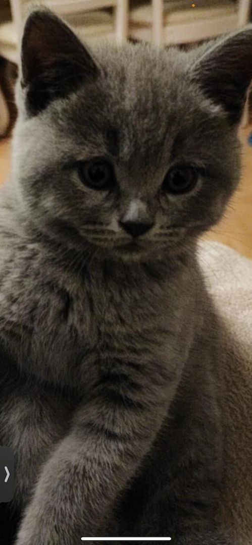 Britisch Kurzhaar Babys