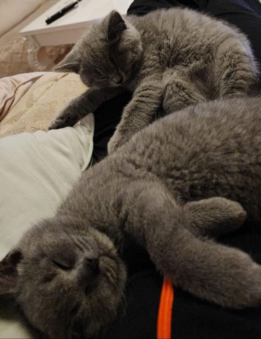 Britisch Kurzhaar Babys