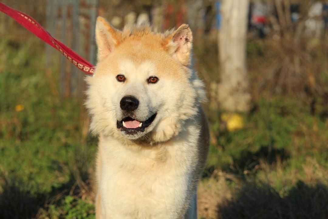 Puschel sucht sein eigenes Zuhause!