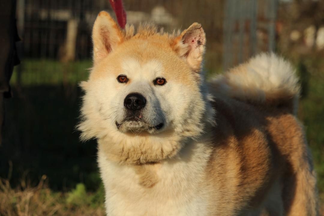 Puschel sucht sein eigenes Zuhause!