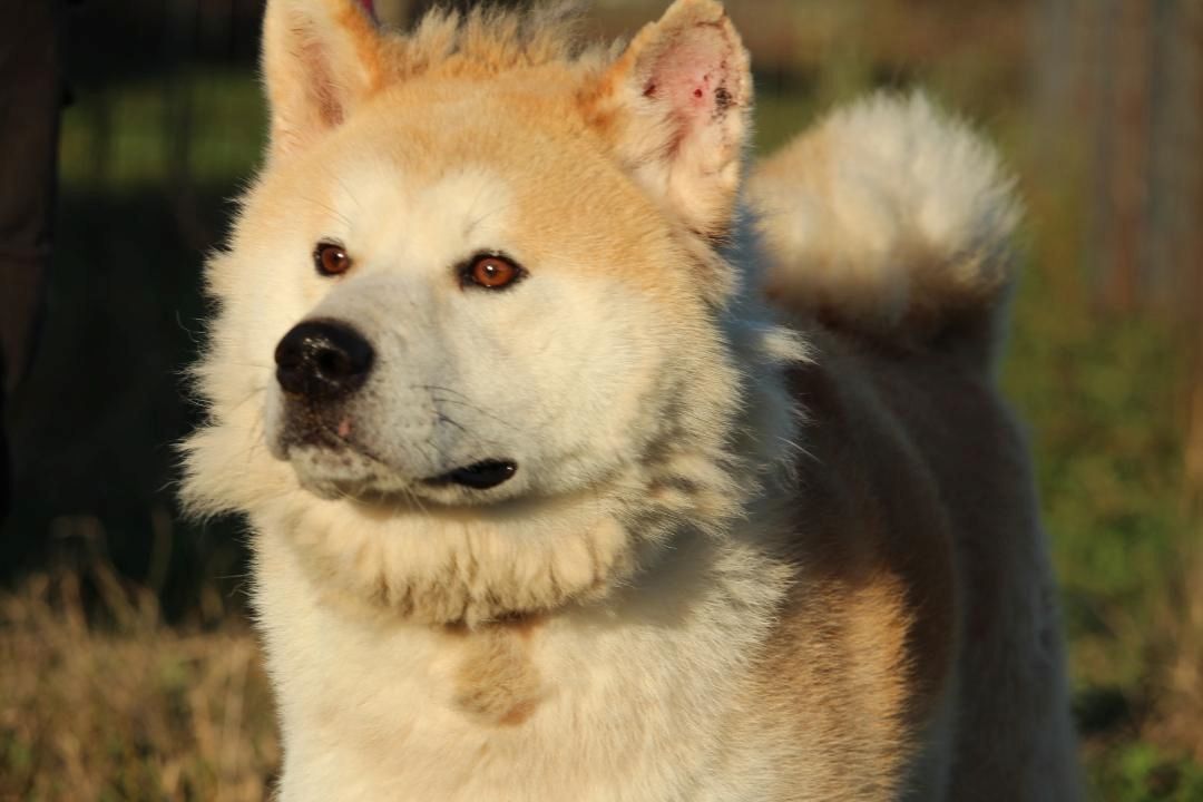 Puschel sucht sein eigenes Zuhause!