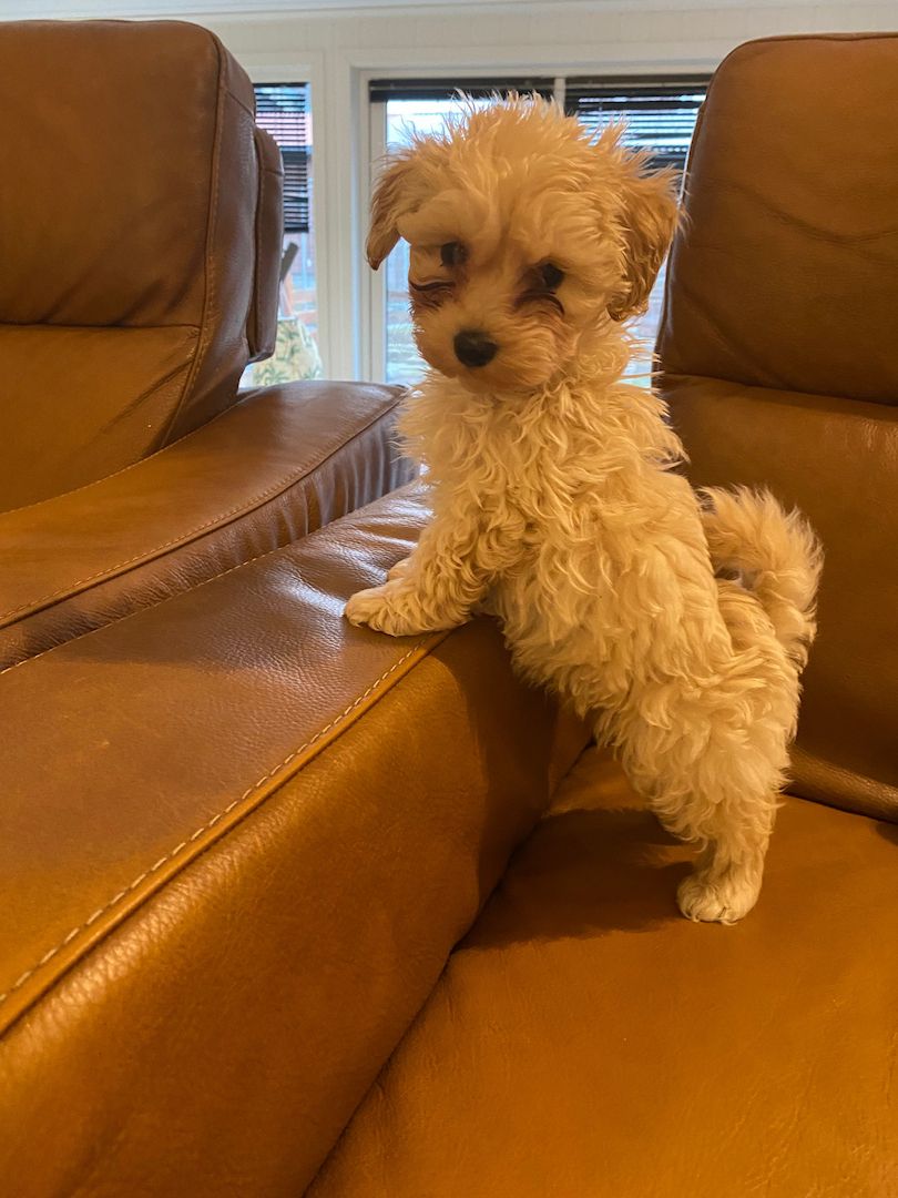 Maltipoo