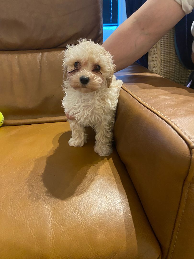 Maltipoo