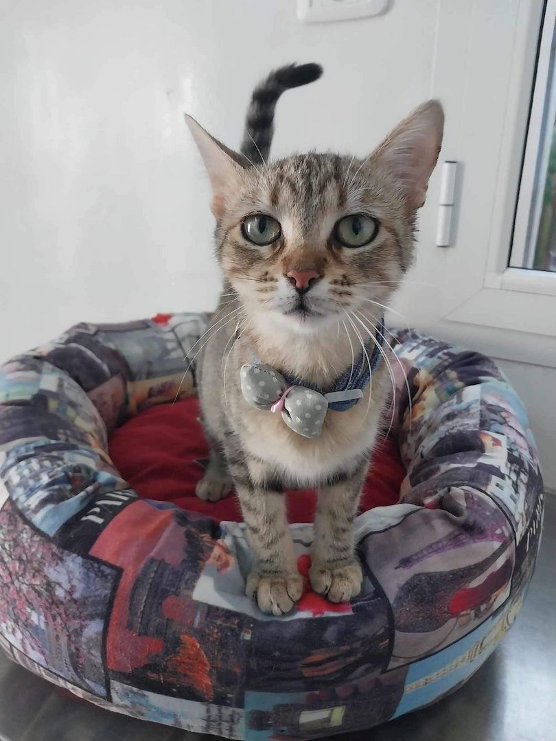 Sterilisierte EKH-Katze entwurmt, geimpft und gechipt