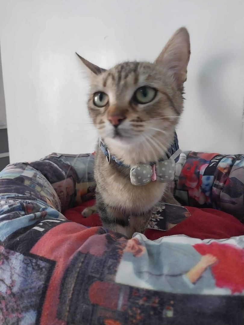 Sterilisierte EKH-Katze entwurmt, geimpft und gechipt