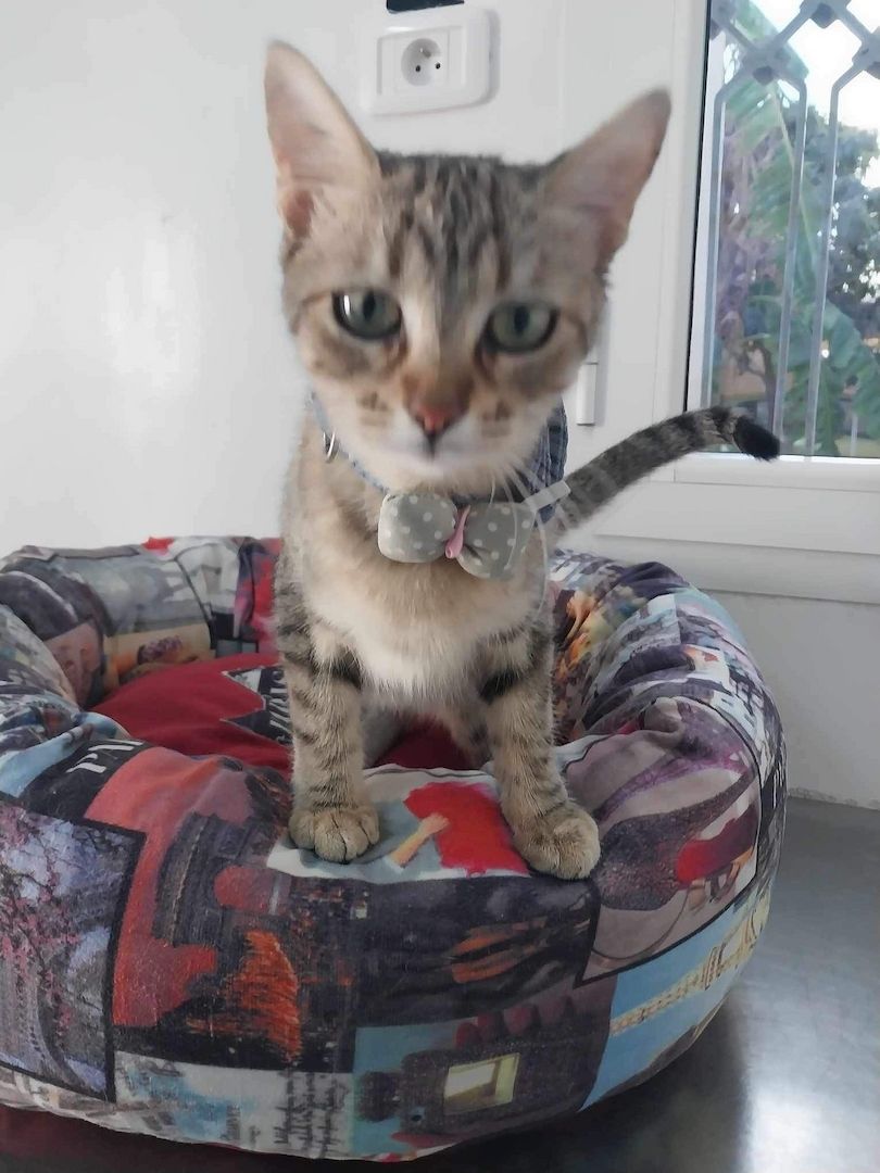 Sterilisierte EKH-Katze entwurmt, geimpft und gechipt