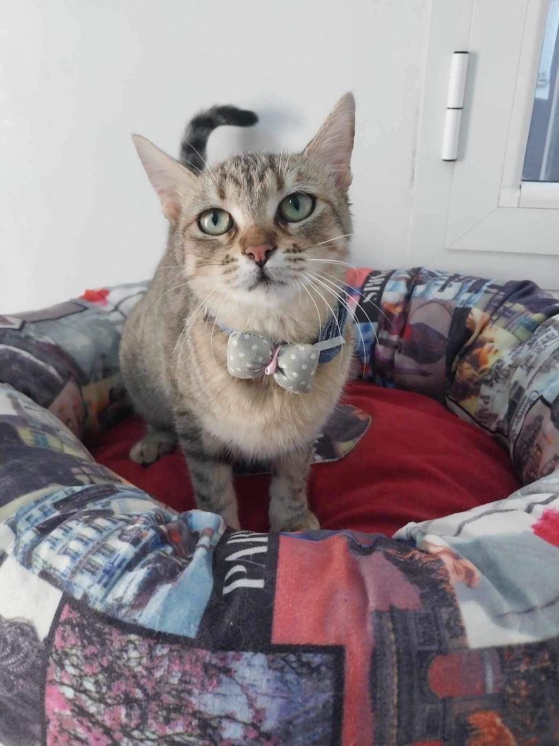 Sterilisierte EKH-Katze entwurmt, geimpft und gechipt