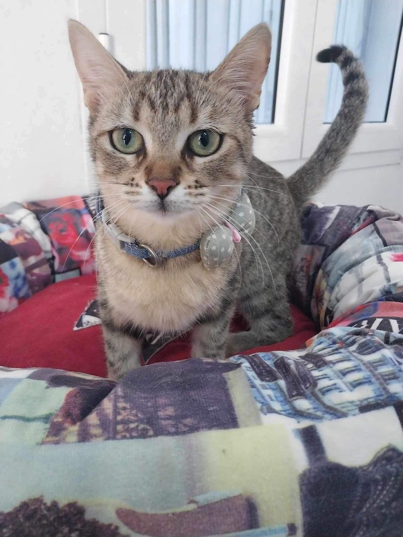 Sterilisierte EKH-Katze entwurmt, geimpft und gechipt