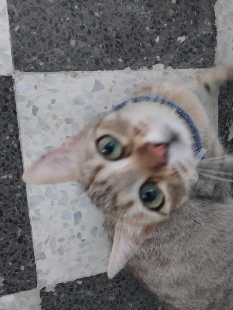 Sterilisierte EKH-Katze entwurmt, geimpft und gechipt