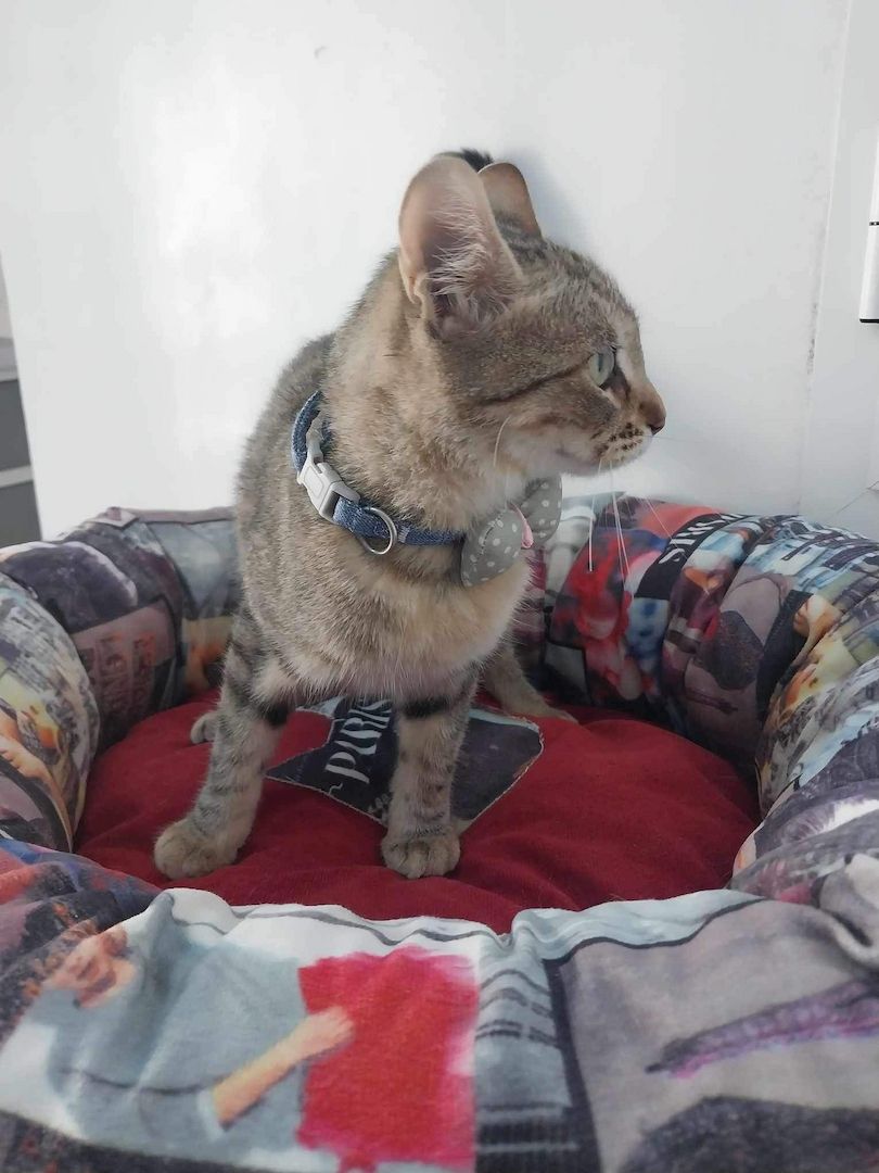 Sterilisierte EKH-Katze entwurmt, geimpft und gechipt