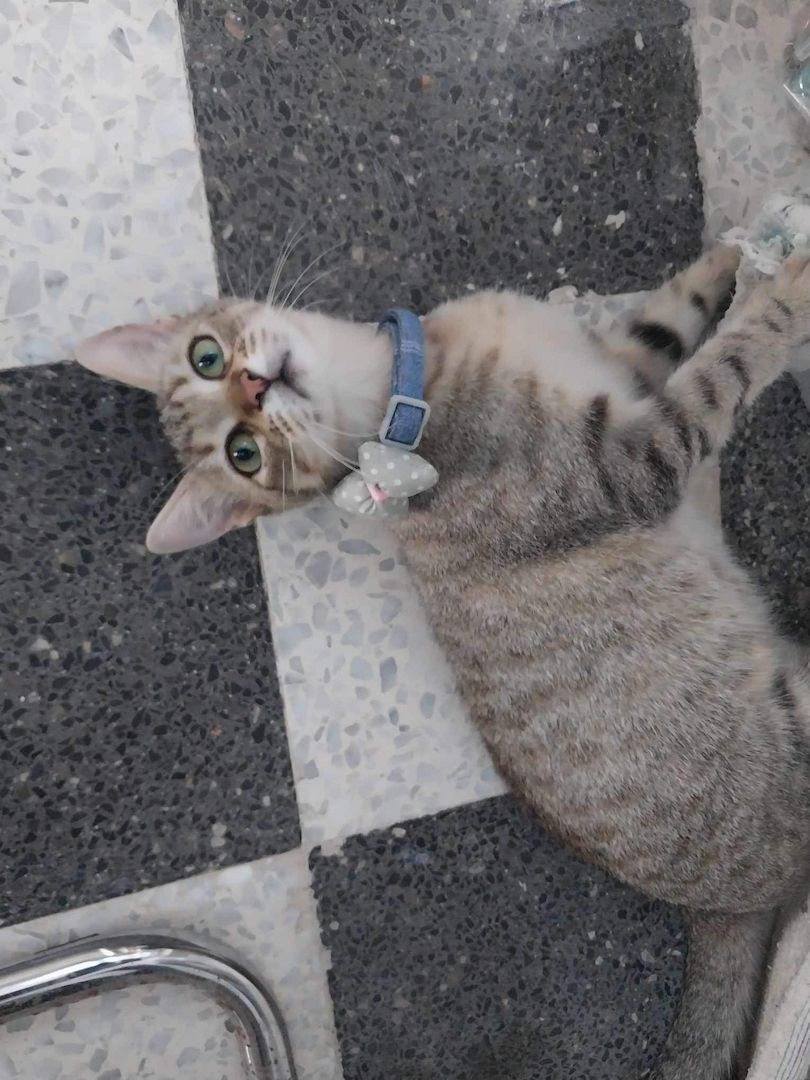 Sterilisierte EKH-Katze entwurmt, geimpft und gechipt