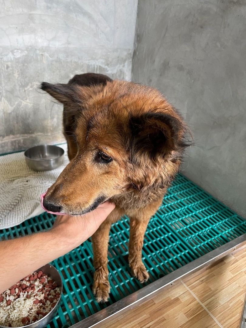 Die liebe Mischlingshündin Polly aus Thailand sucht ein schönes neues Zuhause Die liebe Mischlingshündin Polly aus Thailand sucht ein schönes neues Zuhause