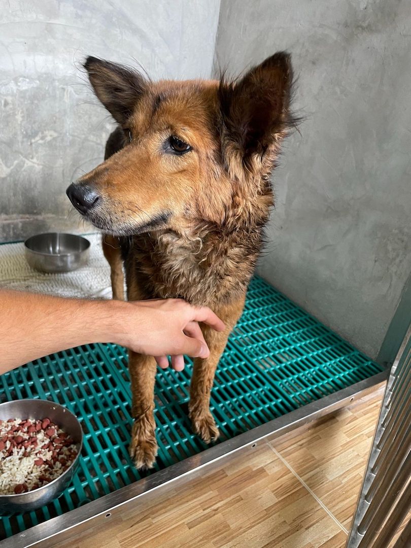 Die liebe Mischlingshündin Polly aus Thailand sucht ein schönes neues Zuhause Die liebe Mischlingshündin Polly aus Thailand sucht ein schönes neues Zuhause