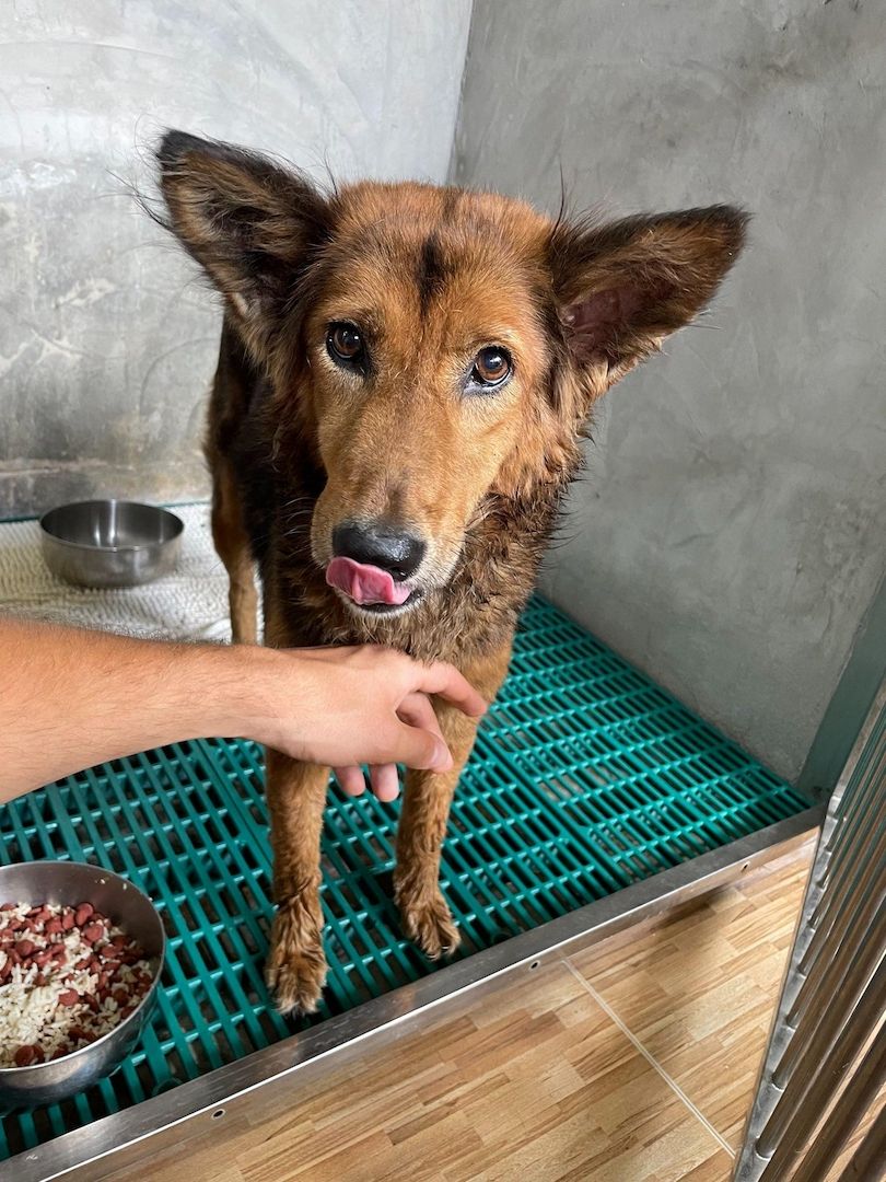 Die liebe Mischlingshündin Polly aus Thailand sucht ein schönes neues Zuhause Die liebe Mischlingshündin Polly aus Thailand sucht ein schönes neues Zuhause