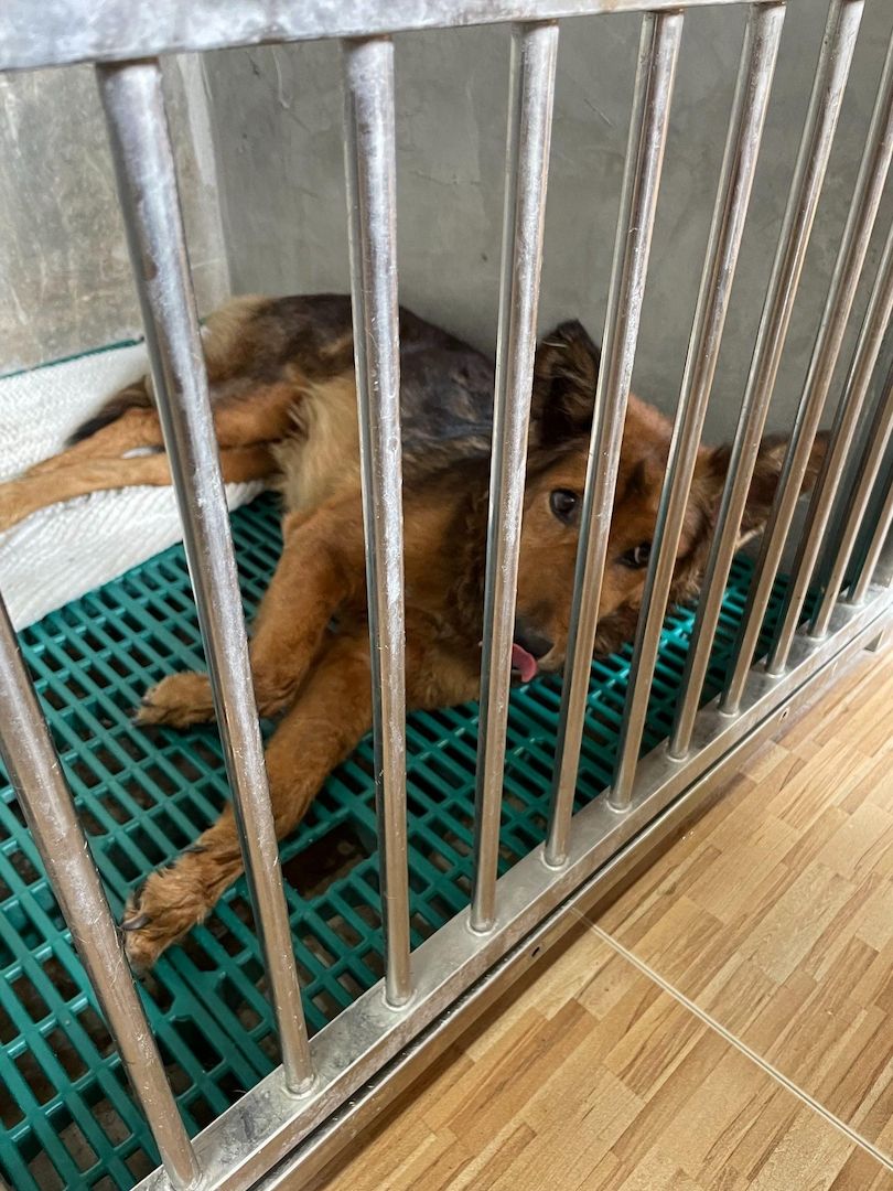 Die liebe Mischlingshündin Polly aus Thailand sucht ein schönes neues Zuhause Die liebe Mischlingshündin Polly aus Thailand sucht ein schönes neues Zuhause