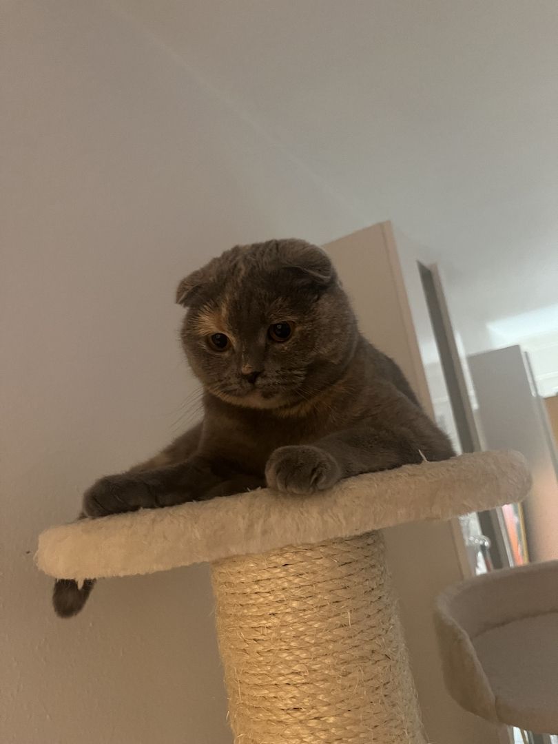 Kitten britisch kurzhaar Katze