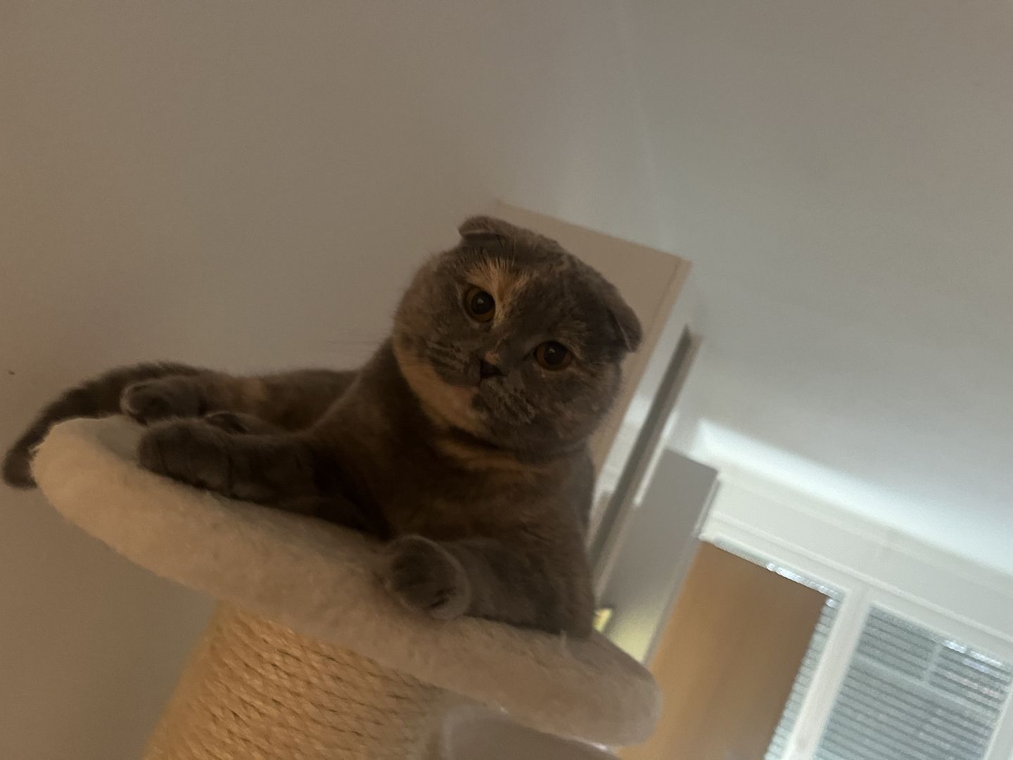 Kitten britisch kurzhaar Katze