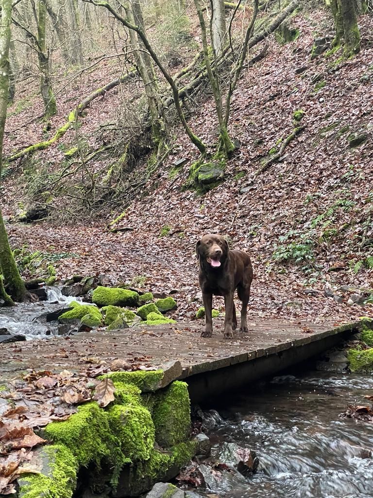 Labrador Deckrüde Labrador Deckrüde