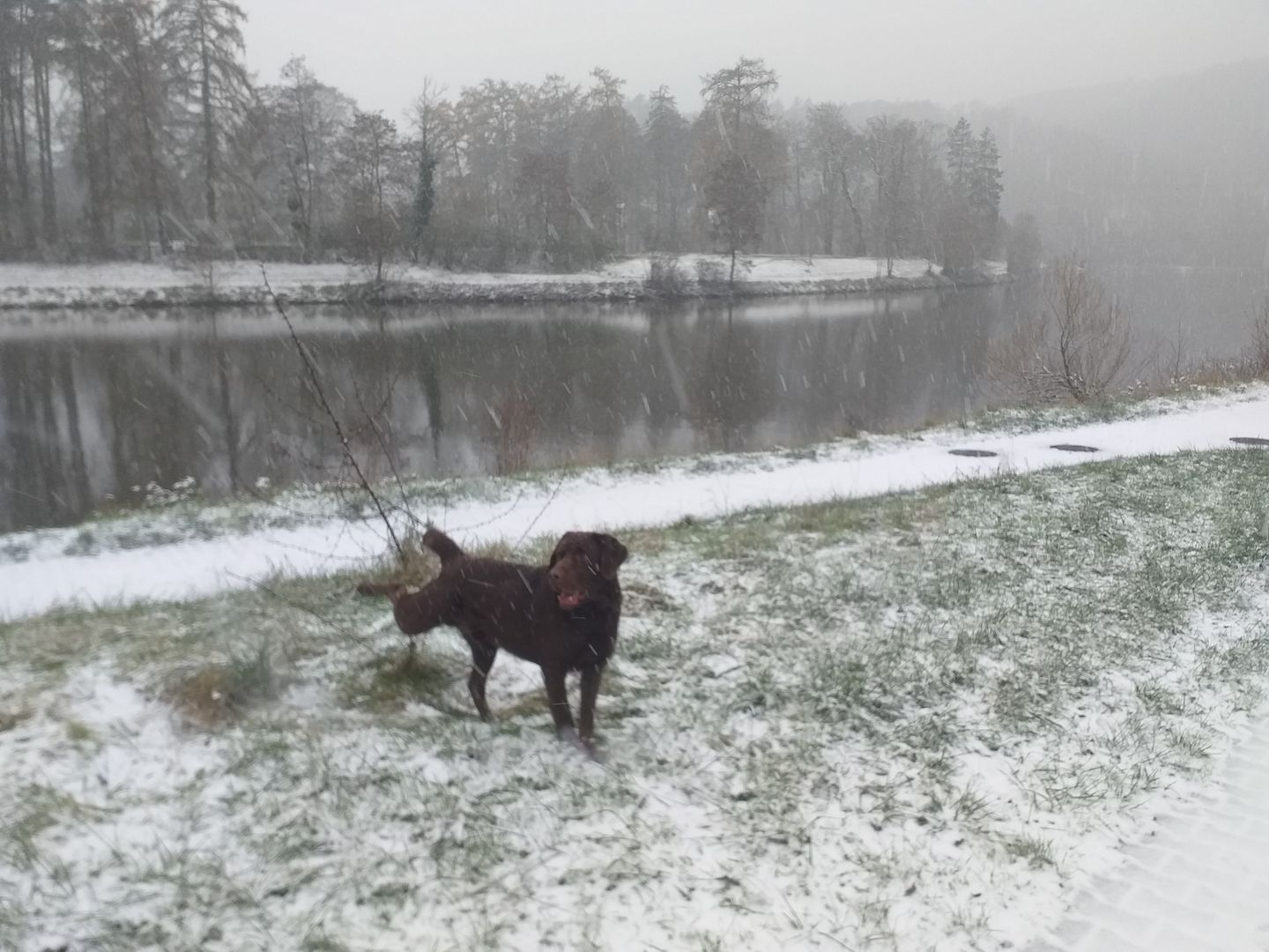 Labrador Deckrüde Labrador Deckrüde