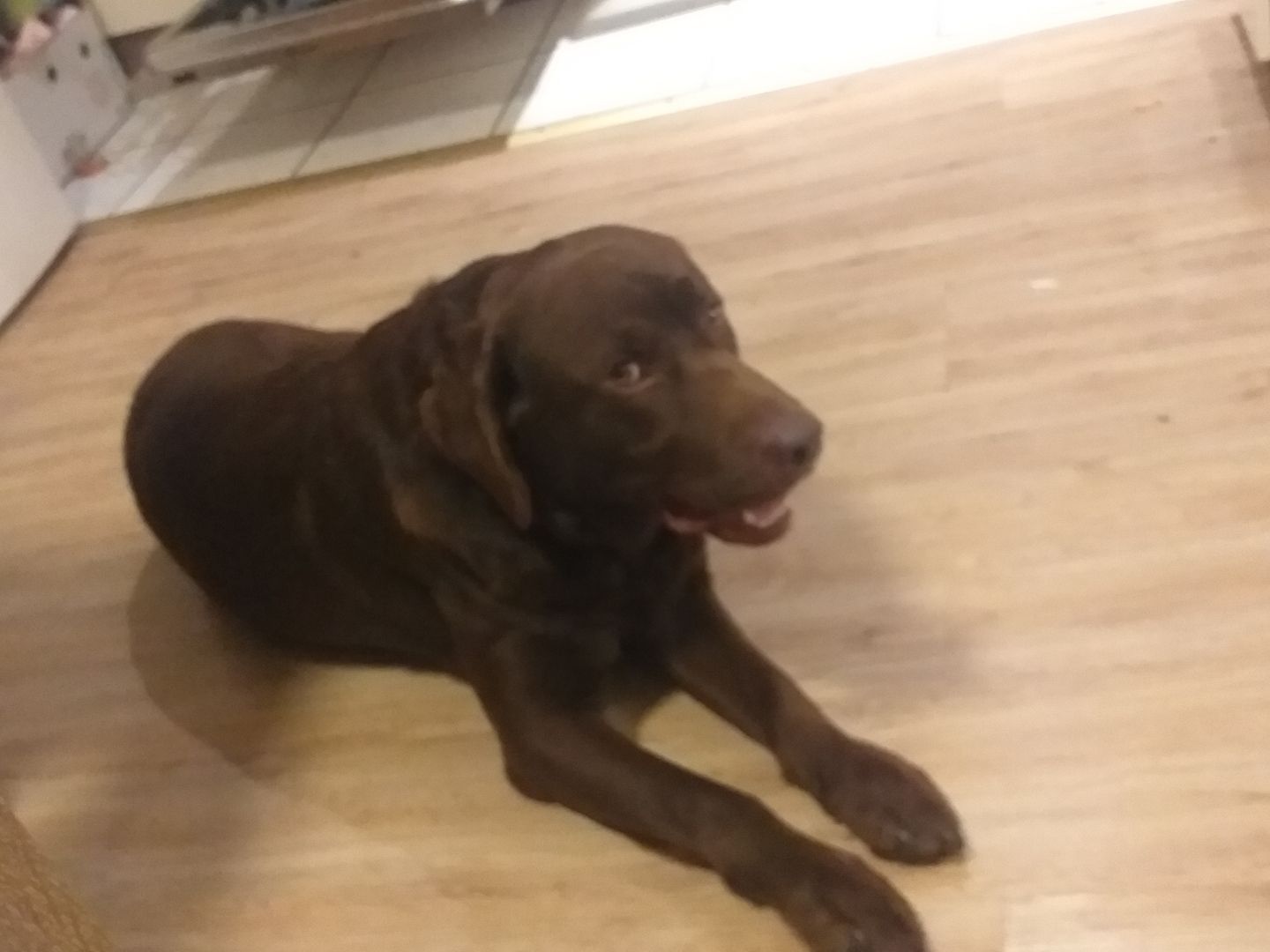 Labrador Deckrüde Labrador Deckrüde