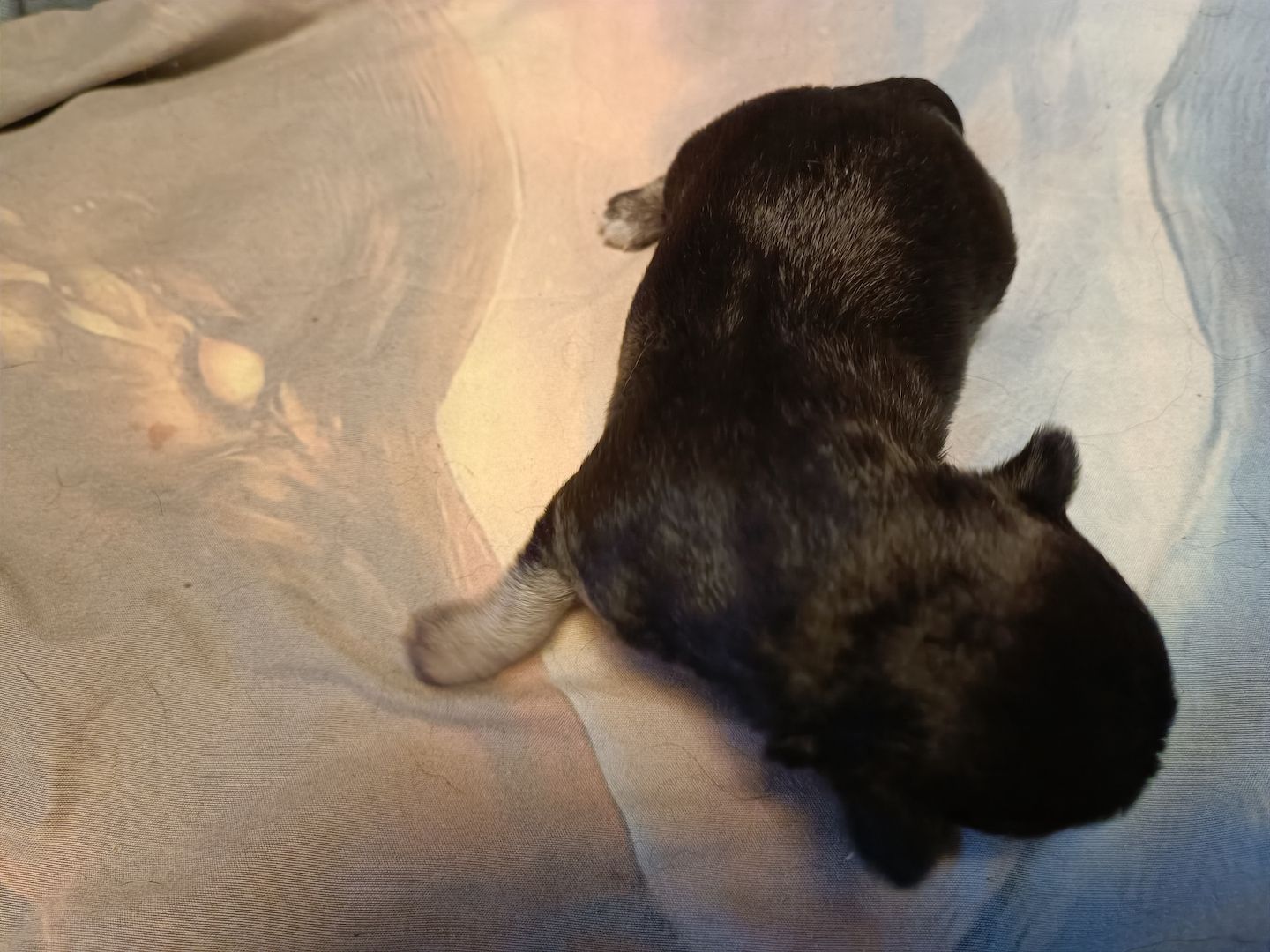 Havaneser Chihuahua Welpen