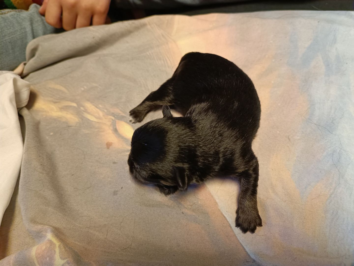 Havaneser Chihuahua Welpen