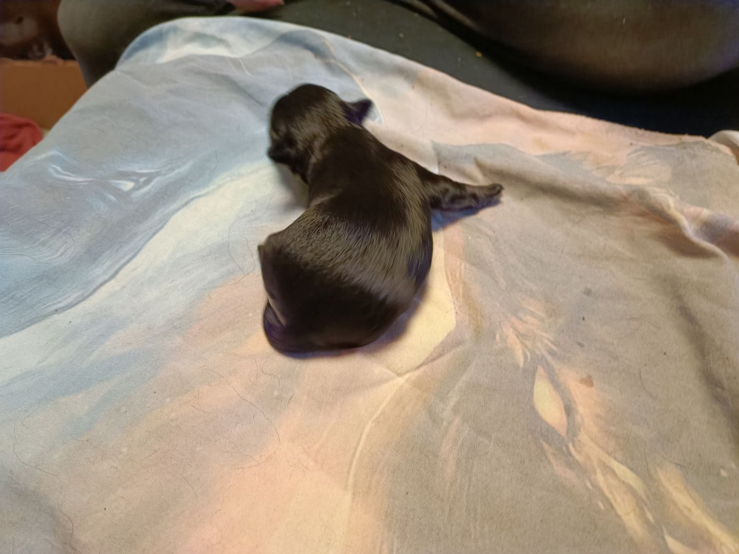 Havaneser Chihuahua Welpen