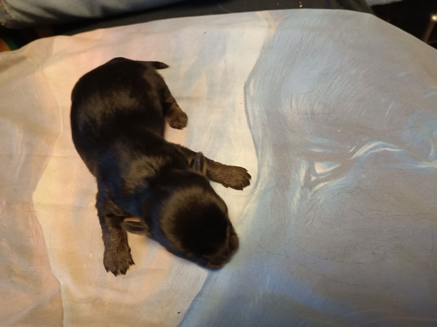 Havaneser Chihuahua Welpen