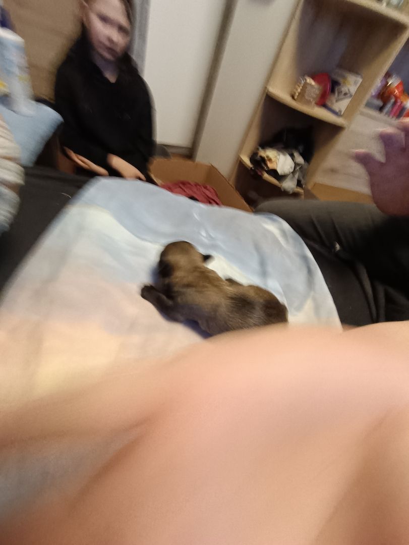 Havaneser Chihuahua Welpen