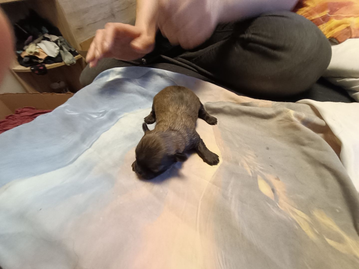 Havaneser Chihuahua Welpen