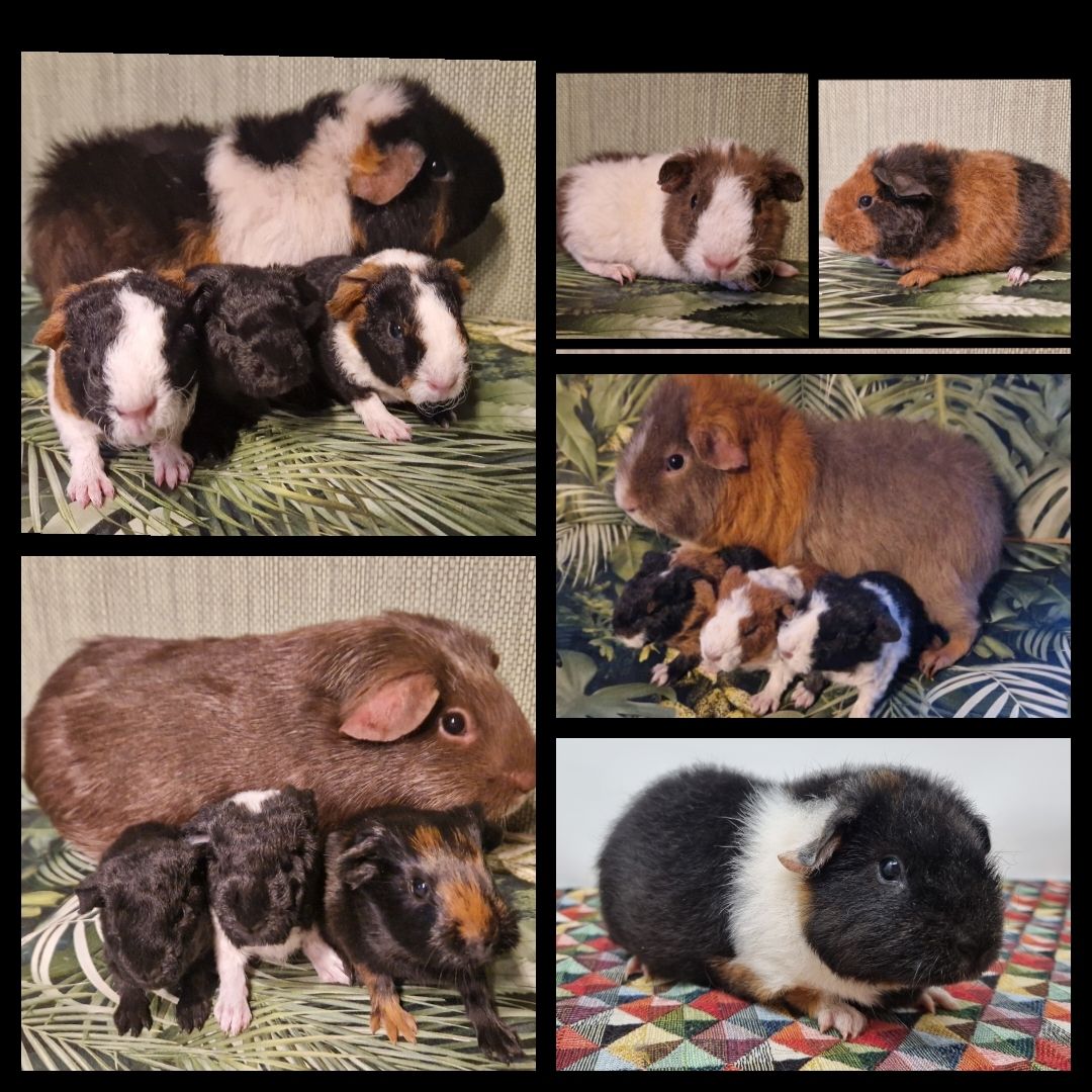 Us teddy Meerschweinchen Böcke Jungtiere Weibchen